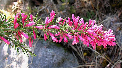 Colletia ulicina: Thorny, but with colorful flowers and known as Cunco Rojo. In context at www.dixpix.ca/sth_cordillera/flora/buckthorn/index.html