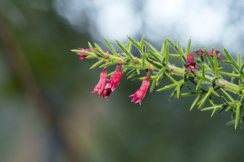 Colletia ulicina (Colletia ulicina)