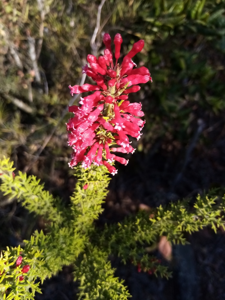 Colletia ulicina (Colletia ulicina)