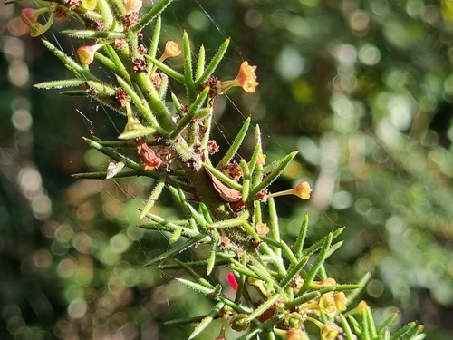 Colletia ulicina (Colletia ulicina)