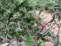 Colletia ulicina (Colletia ulicina)