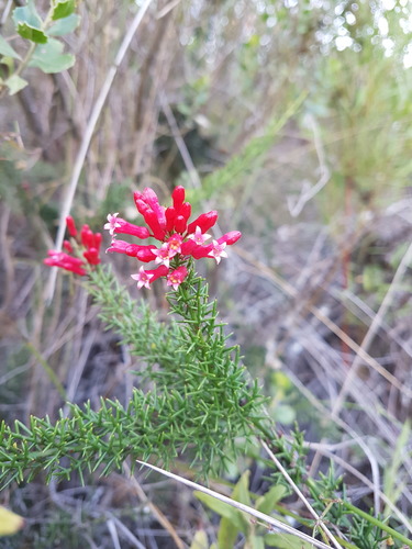 Colletia ulicina (Colletia ulicina)