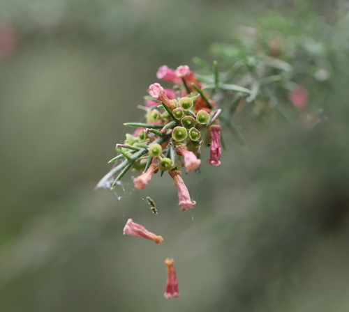 Colletia ulicina (Colletia ulicina)