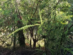 Colletia ulicina (Colletia ulicina)