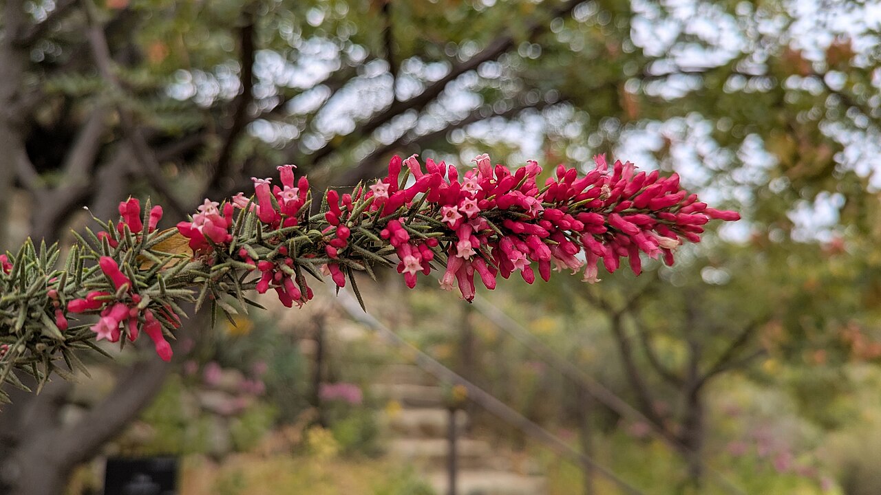 Colletia ulicina: Colletia ulicina- Ventura Botanical Gardens - Ventura, California, USA.