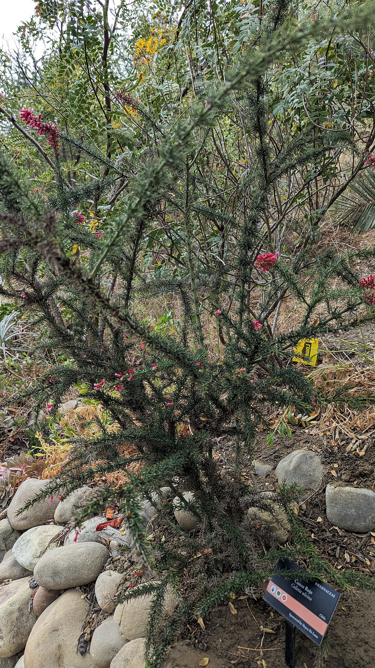 Colletia ulicina: Colletia ulicina- Ventura Botanical Gardens - Ventura, California, USA.