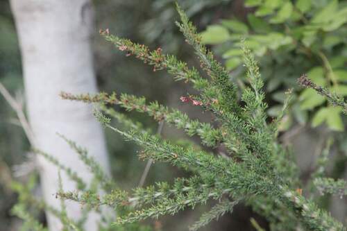 Colletia ulicina (Colletia ulicina)