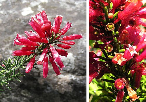 Colletia ulicina: A close view of Chile's lovely but thorny Cunco Rojo. In context at www.dixpix.ca/sth_cordillera/flora/buckthorn/index.html