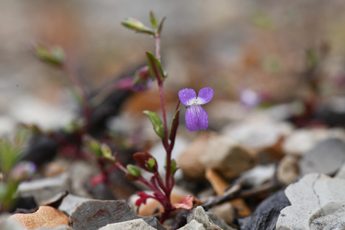 Collinsia antonina (Collinsia antonina)