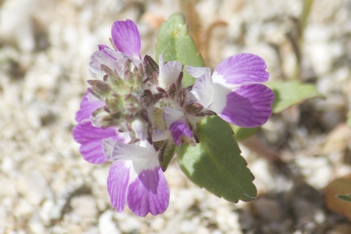 White blue eyed Mary (Collinsia bartsiifolia)