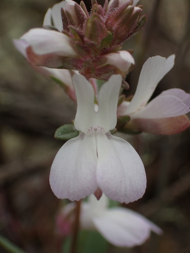 White blue eyed Mary (Collinsia bartsiifolia)