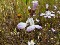 White blue eyed Mary (Collinsia bartsiifolia)