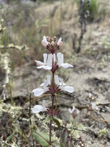White blue eyed Mary (Collinsia bartsiifolia)