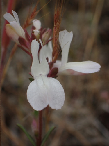 White blue eyed Mary (Collinsia bartsiifolia)