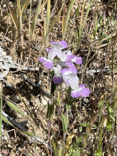 White blue eyed Mary (Collinsia bartsiifolia)