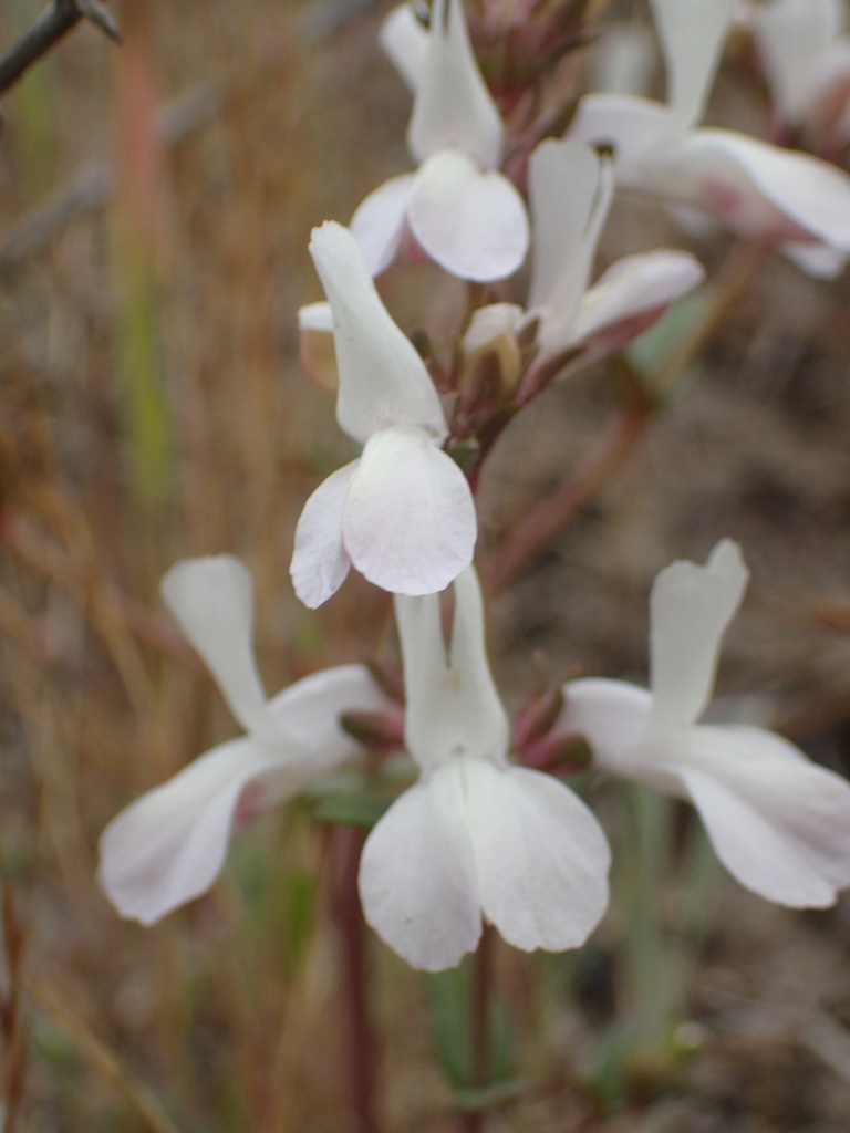 White blue eyed Mary (Collinsia bartsiifolia)