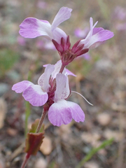 White blue eyed Mary (Collinsia bartsiifolia)