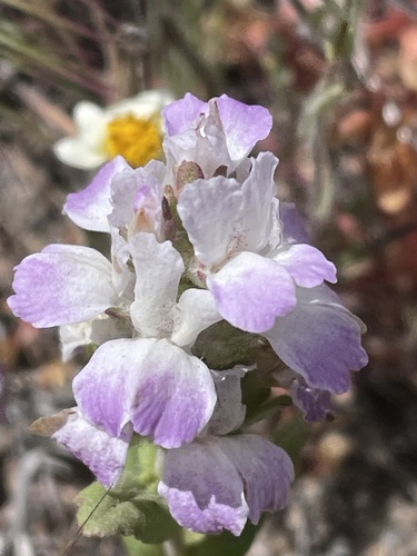 White blue eyed Mary (Collinsia bartsiifolia)