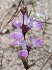 White blue eyed Mary (Collinsia bartsiifolia)