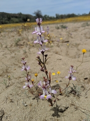 White blue eyed Mary (Collinsia bartsiifolia)