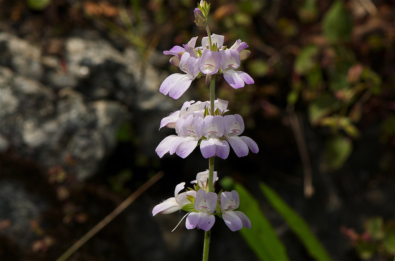 White blue eyed Mary: Collinsia bartsiifolia , also known by the common name White blue-eyed Mary. It is endemic to California .