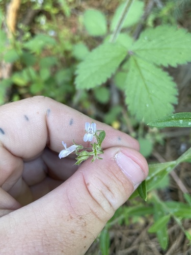 Child's blue eyed Mary (Collinsia childii)