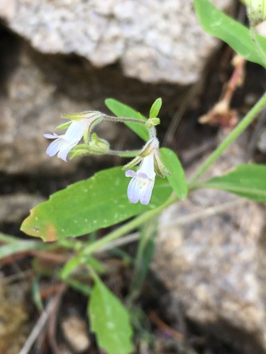 Child's blue eyed Mary (Collinsia childii)