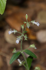 Child's blue eyed Mary (Collinsia childii)