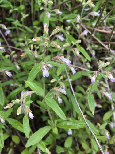 Child's blue eyed Mary (Collinsia childii)