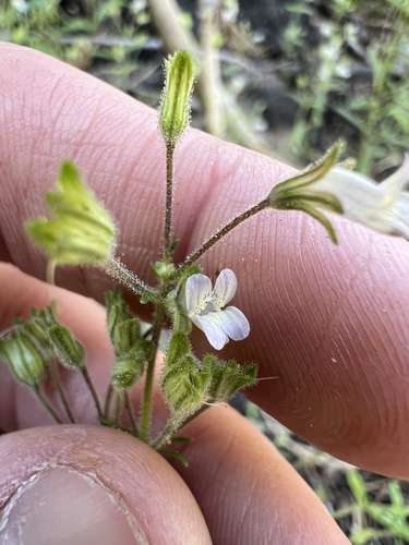 Child's blue eyed Mary (Collinsia childii)