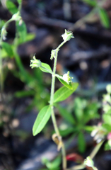 Child's blue eyed Mary (Collinsia childii)