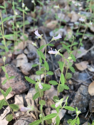 Child's blue eyed Mary (Collinsia childii)