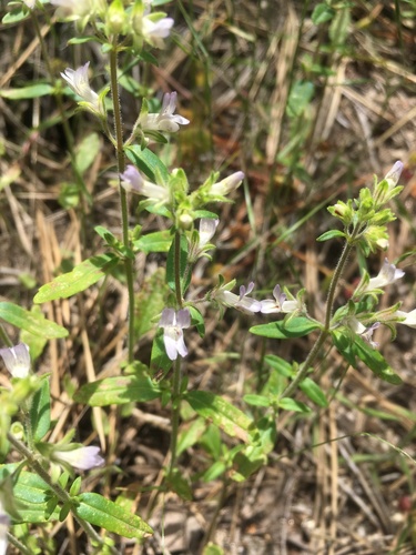 Child's blue eyed Mary (Collinsia childii)