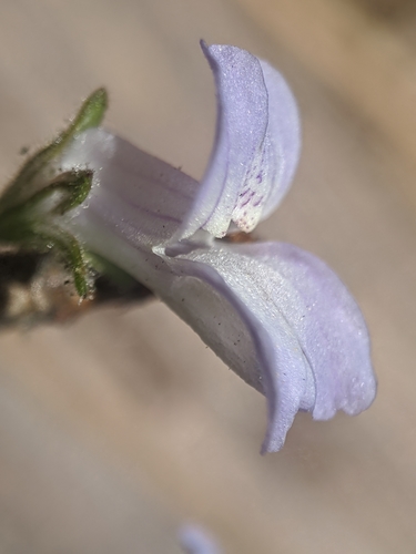 Child's blue eyed Mary (Collinsia childii)