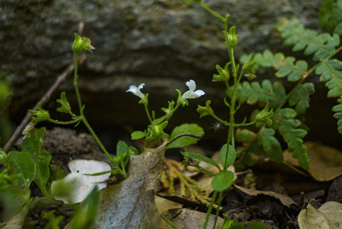 Child's blue eyed Mary (Collinsia childii)
