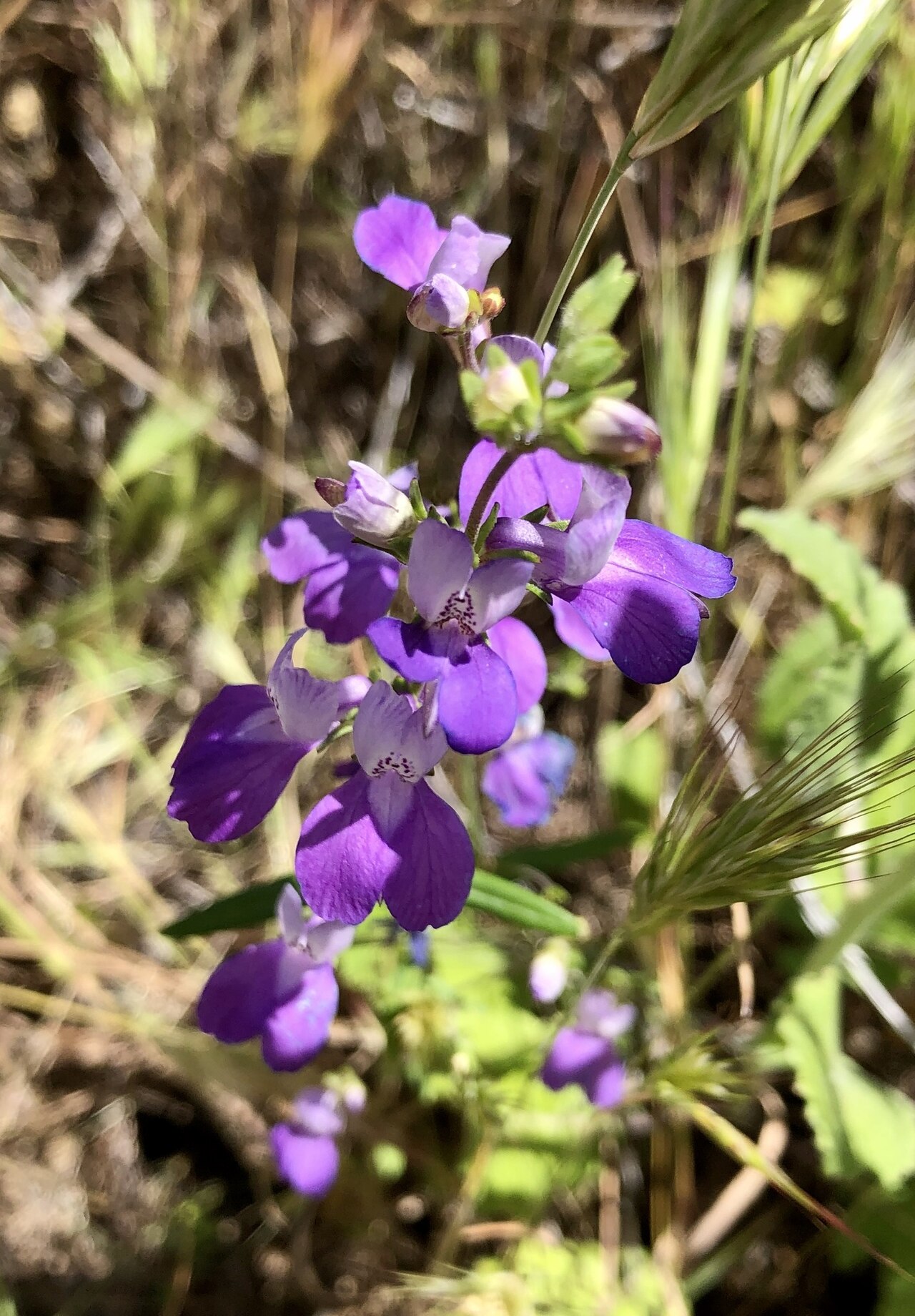 Chinese houses: Concolorous Chinese Houses (Collinsia concolor). Species of plant.