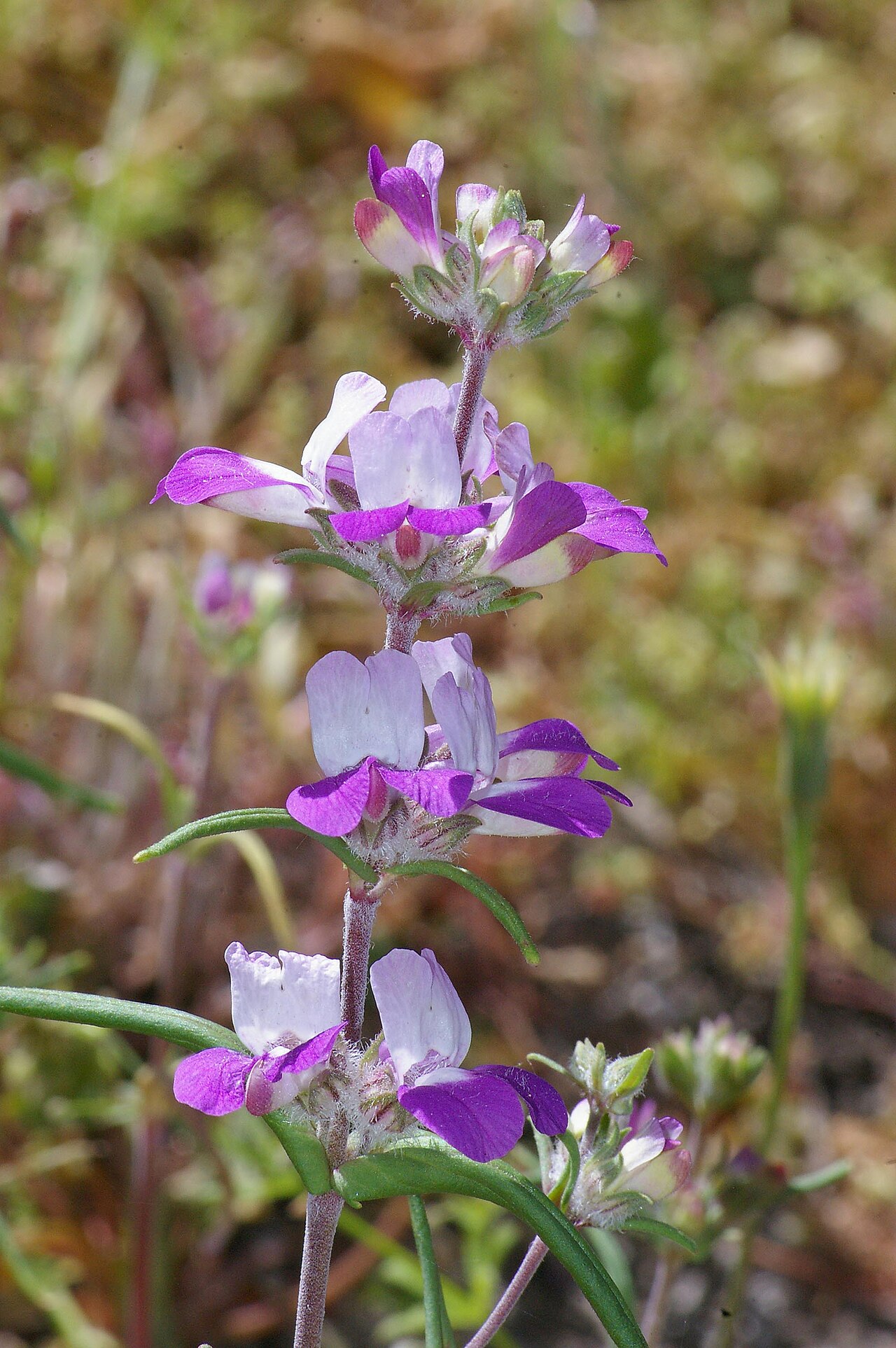 Purple Chinese houses: THE CARRIZO PLAIN BIRDAPALOOZA -4