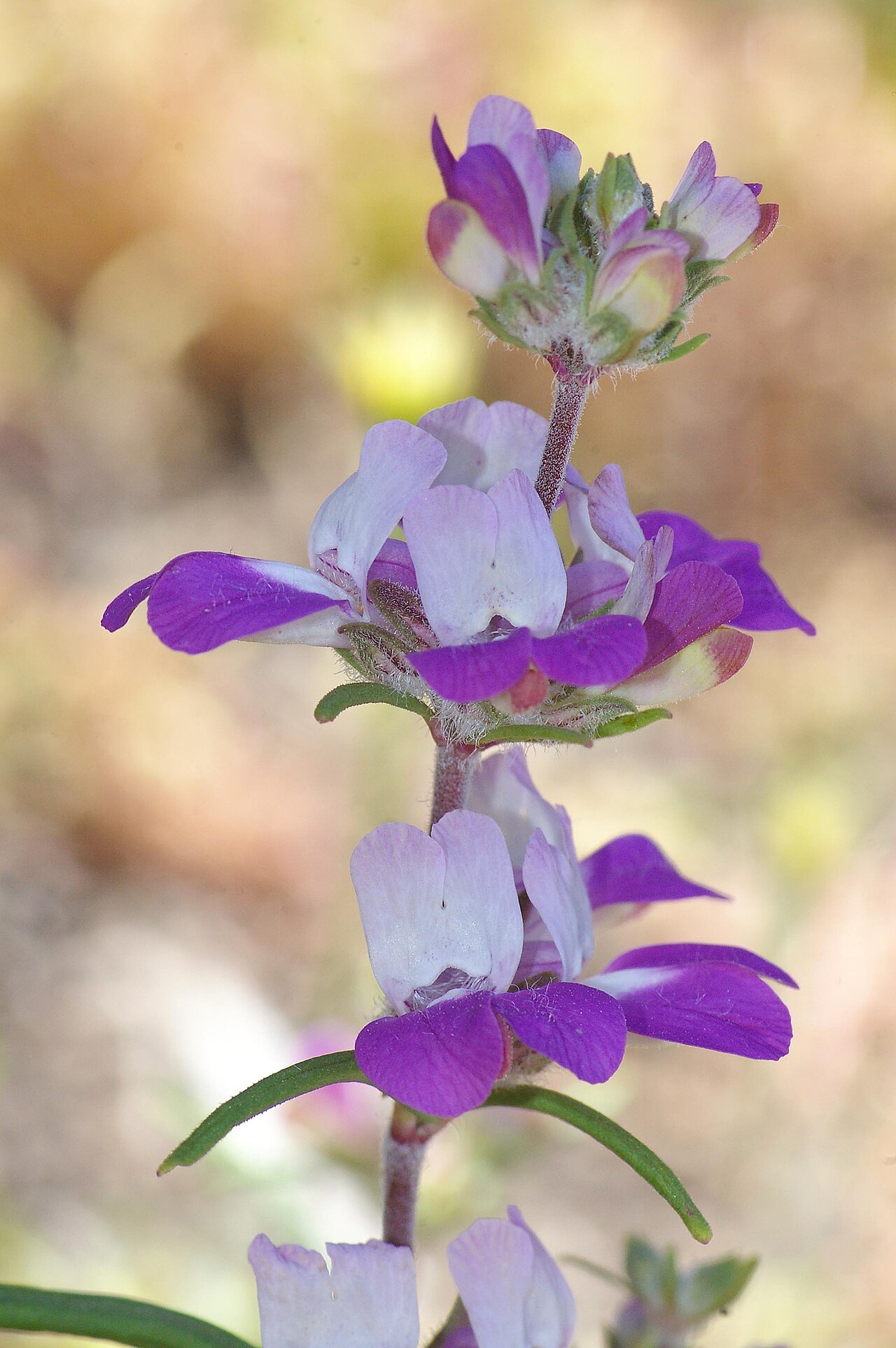 Purple Chinese houses: THE CARRIZO PLAIN BIRDAPALOOZA -4