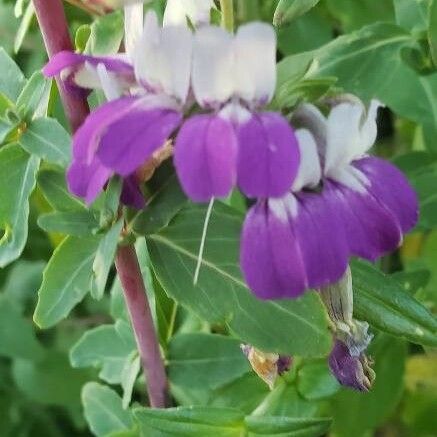 Purple Chinese houses (Collinsia heterophylla)