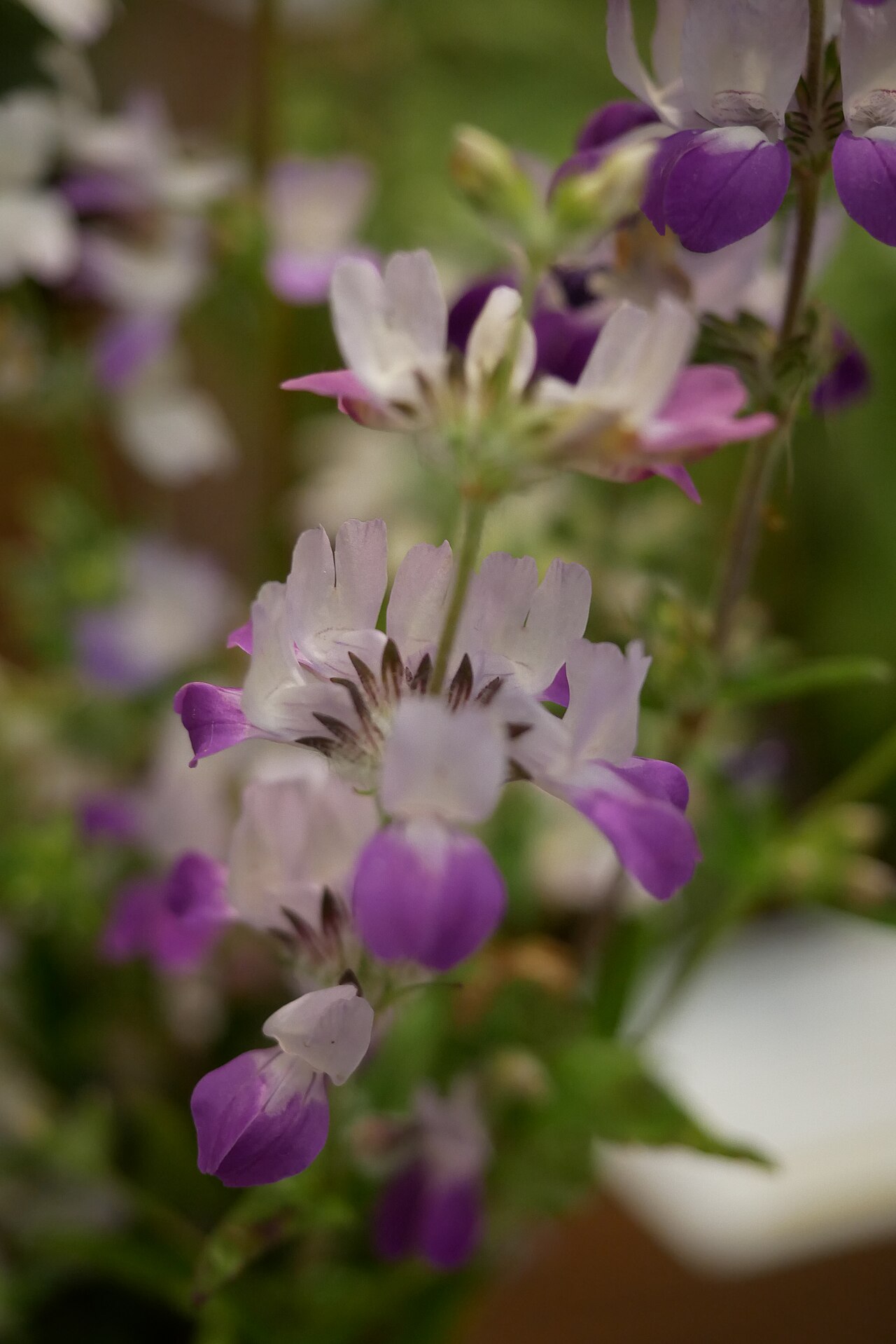 Purple Chinese houses: Plantaginaceae Collinsia heterophylla Chinese Houses