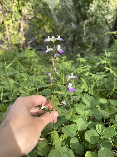 San Francisco blue eyed Mary (Collinsia multicolor)