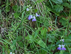 San Francisco blue eyed Mary (Collinsia multicolor)