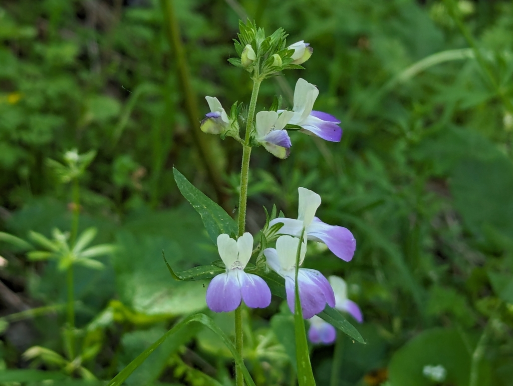 San Francisco blue eyed Mary (Collinsia multicolor)