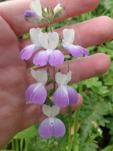 San Francisco blue eyed Mary (Collinsia multicolor)