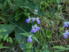 San Francisco blue eyed Mary (Collinsia multicolor)