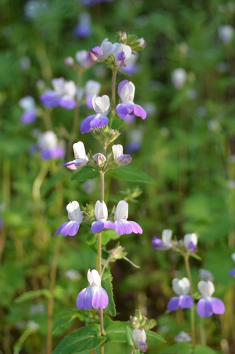 San Francisco blue eyed Mary (Collinsia multicolor)