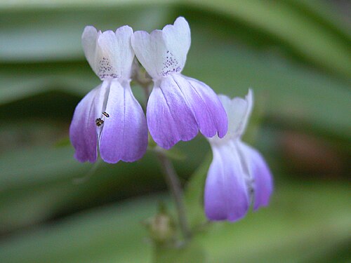 San Francisco blue eyed Mary: Collinsia multicolor — San Francisco blue-eyed Mary. At Edgewood County Park , in San Mateo County, California.