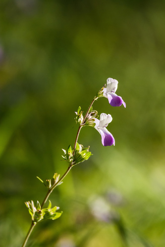 San Francisco blue eyed Mary (Collinsia multicolor)
