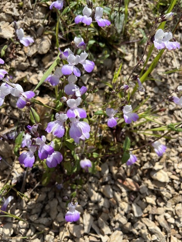 San Francisco blue eyed Mary (Collinsia multicolor)