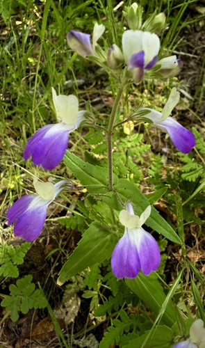 San Francisco blue eyed Mary (Collinsia multicolor)